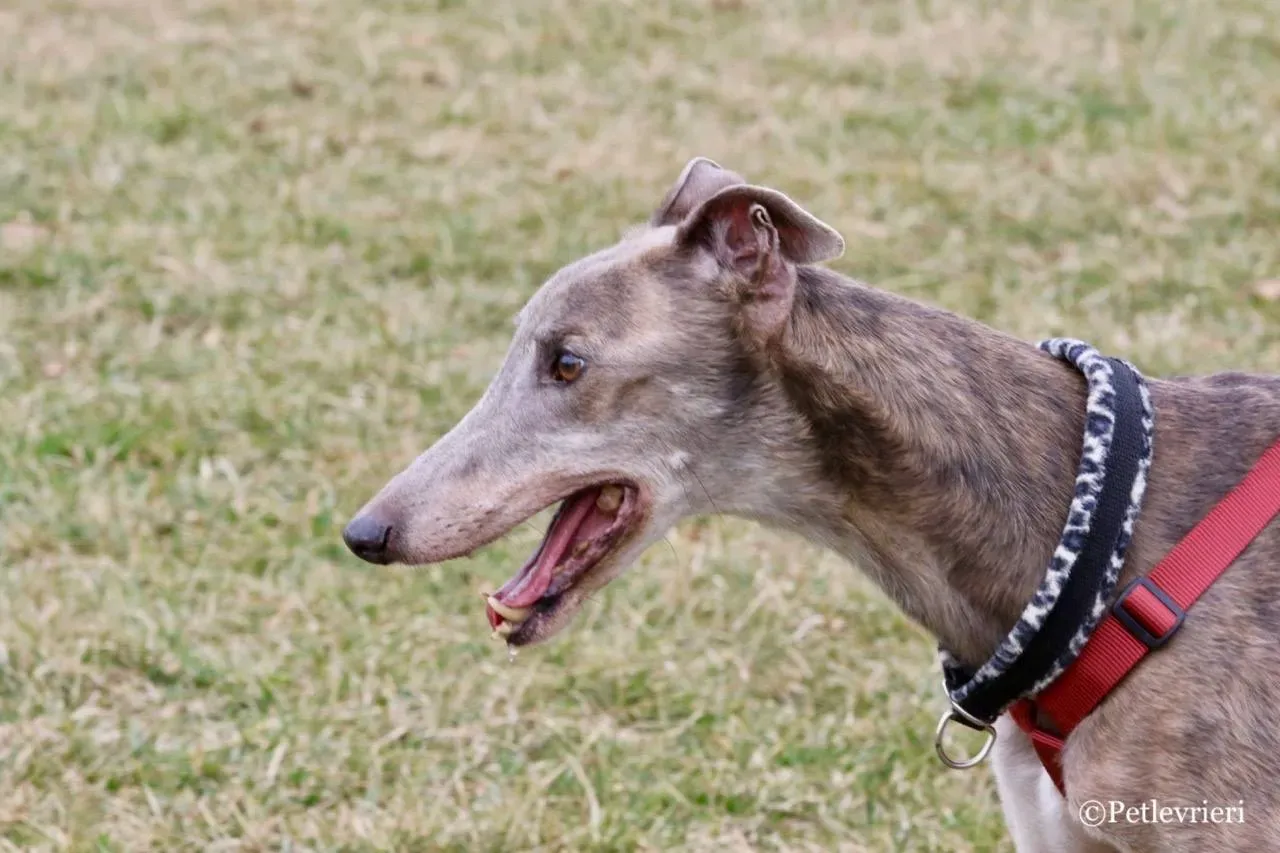 younger party adozione greyhound macao 34