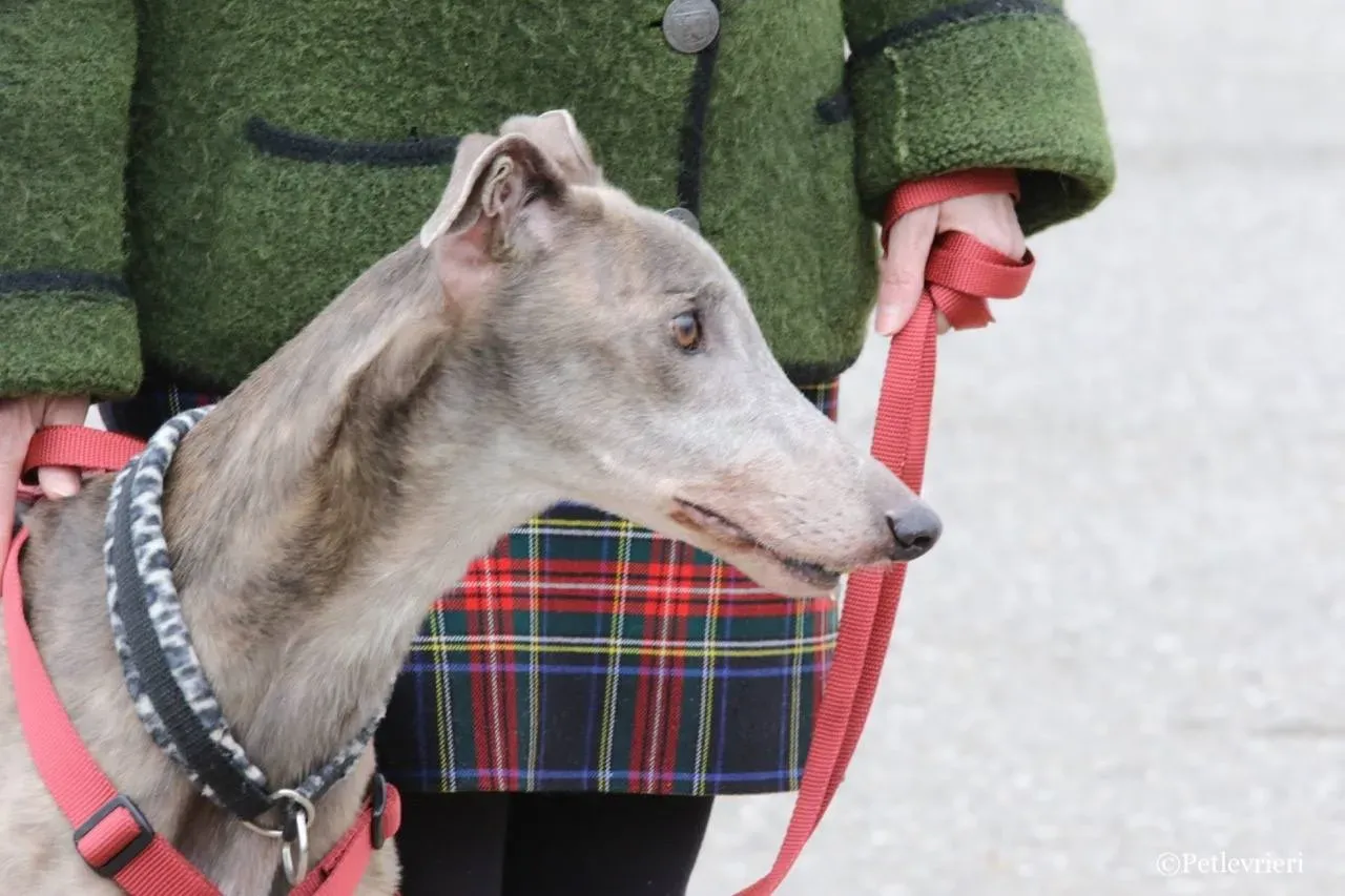 younger party adozione greyhound macao 35