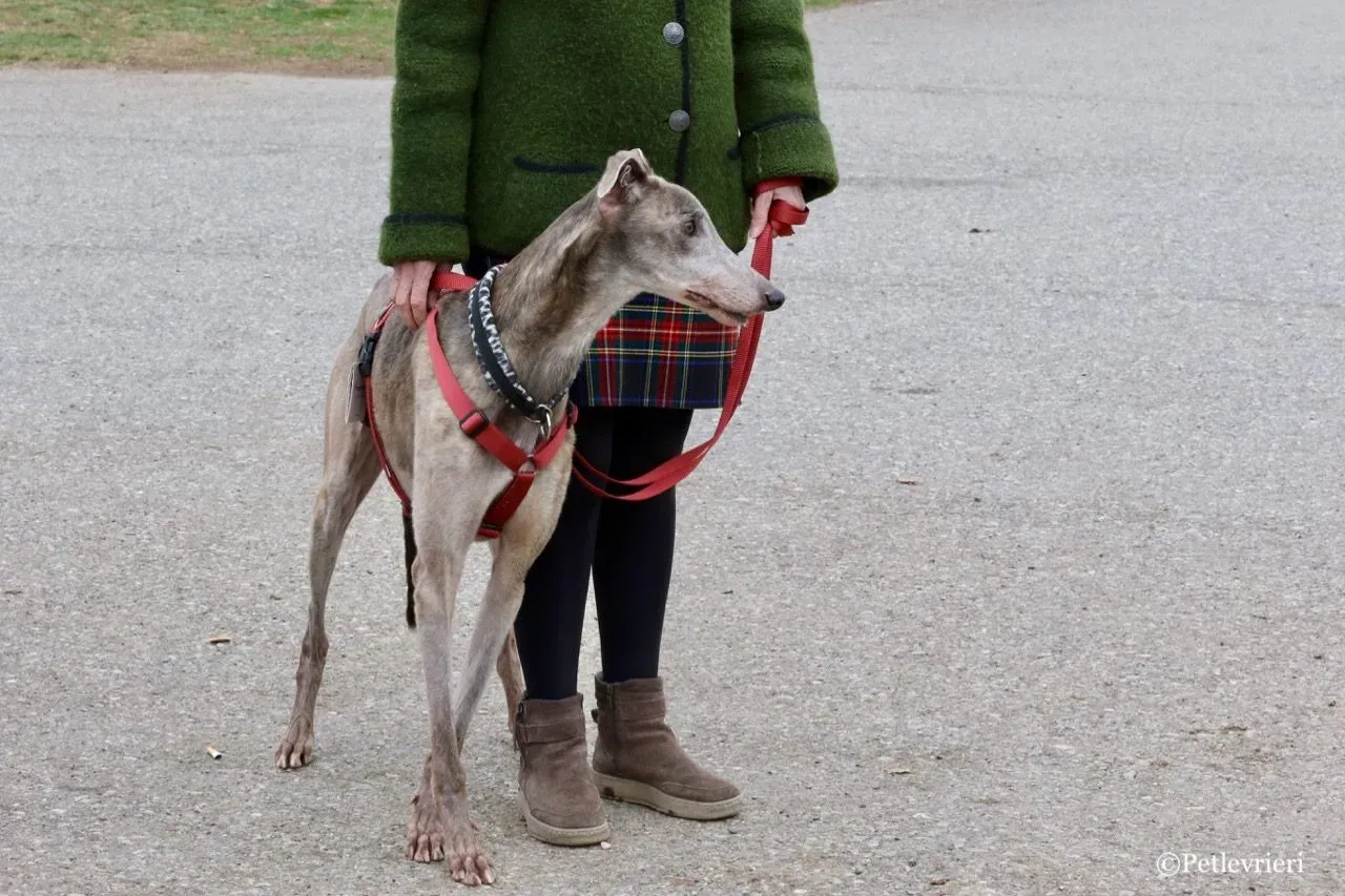 younger party adozione greyhound macao 36