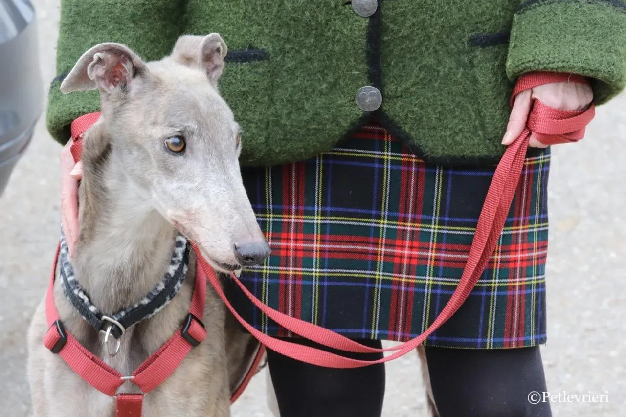 younger party adozione greyhound macao 37