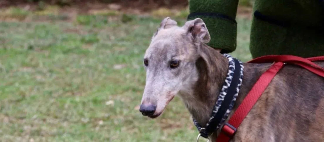 younger party adozione greyhound macao 38 e1552251317518