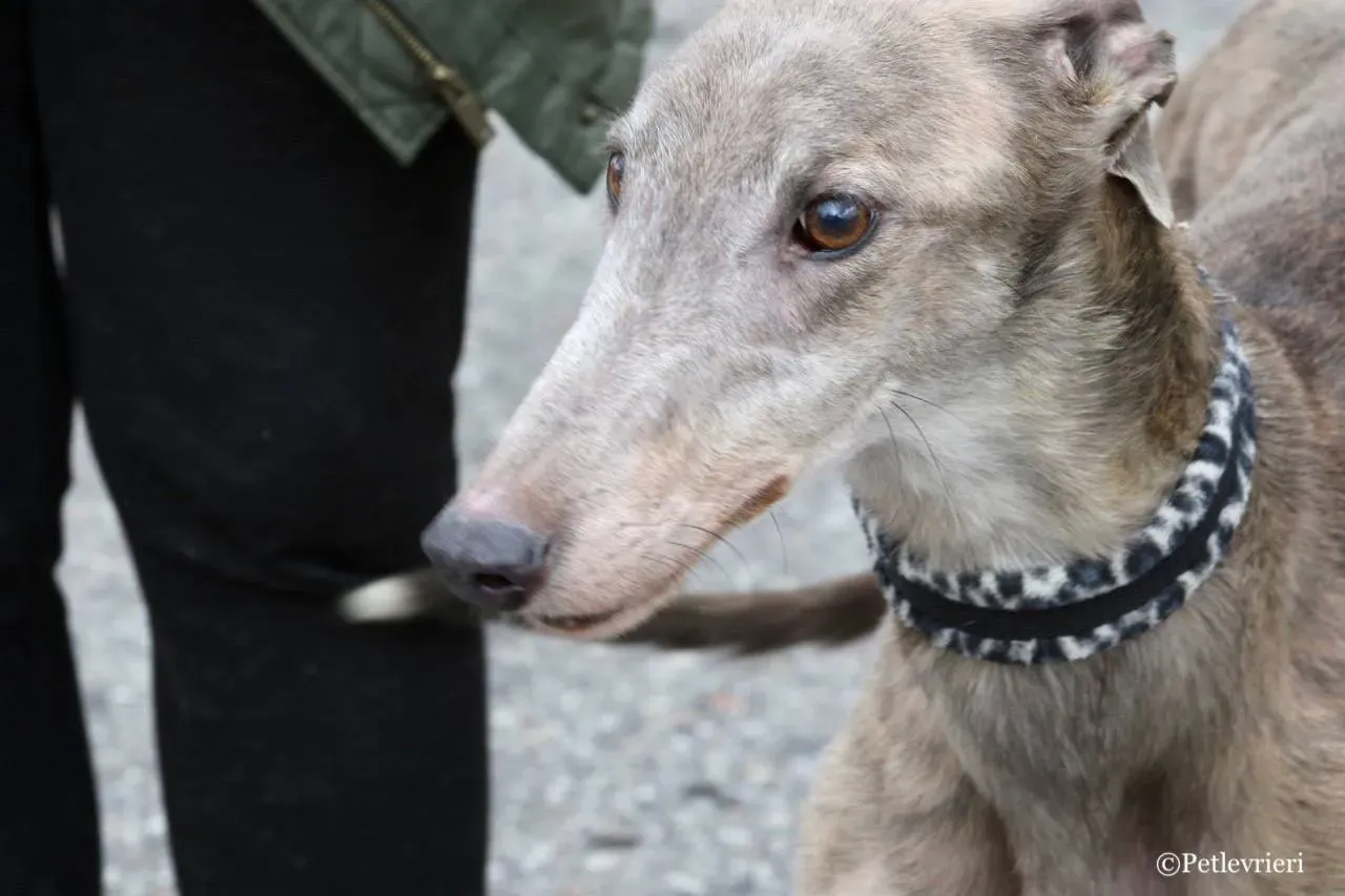 younger party adozione greyhound macao 6