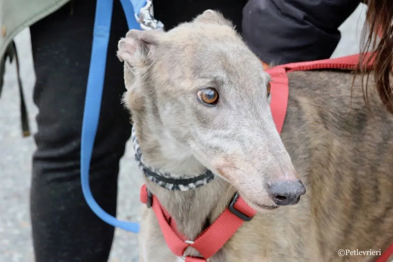 younger party adozione greyhound macao 7