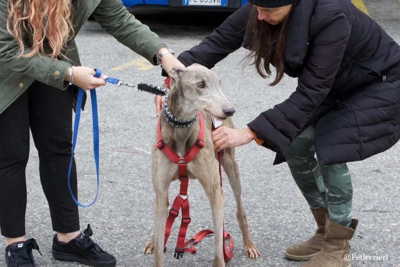 younger party adozione greyhound macao 8