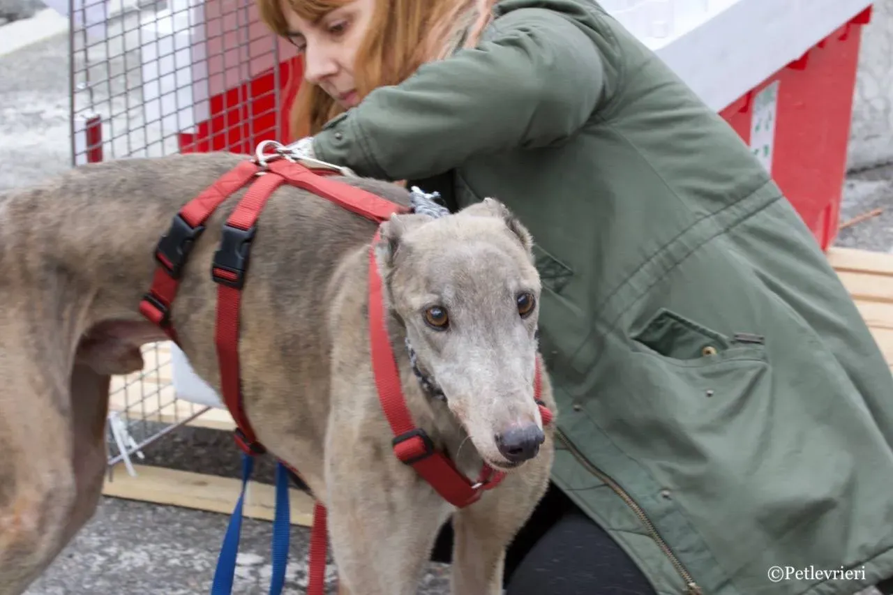 younger party adozione greyhound macao 9