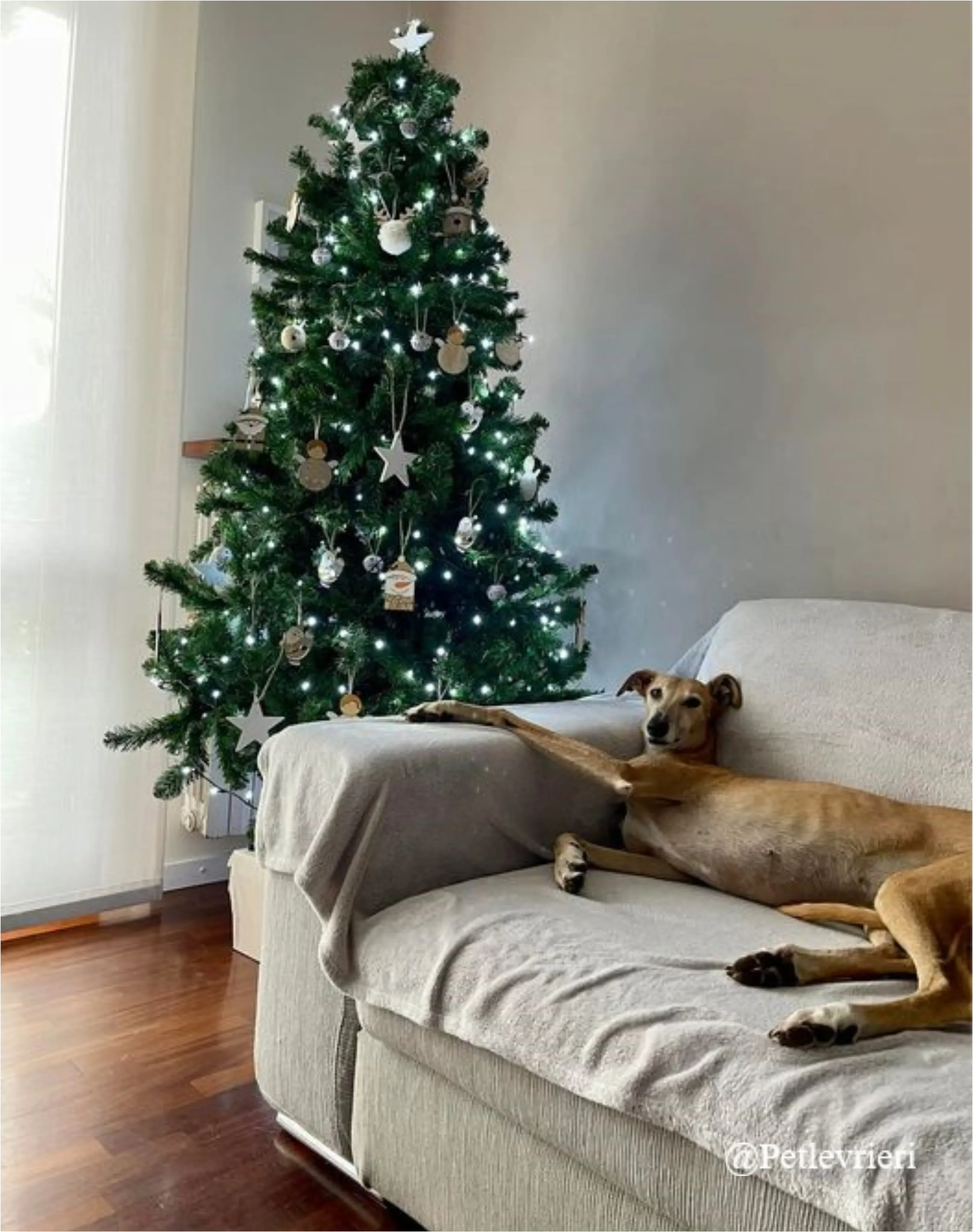 yuma pet levrieri natale 2021