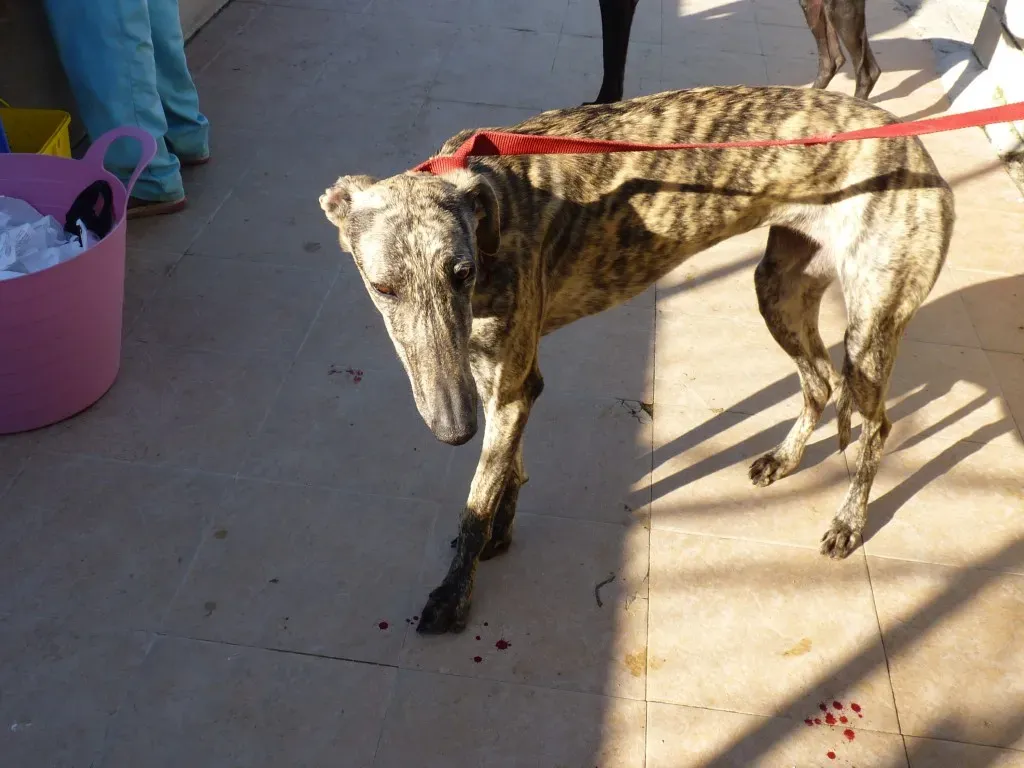 z Galga chip 3145 Adozione Levrieri Galgo Scooby rifugio 11