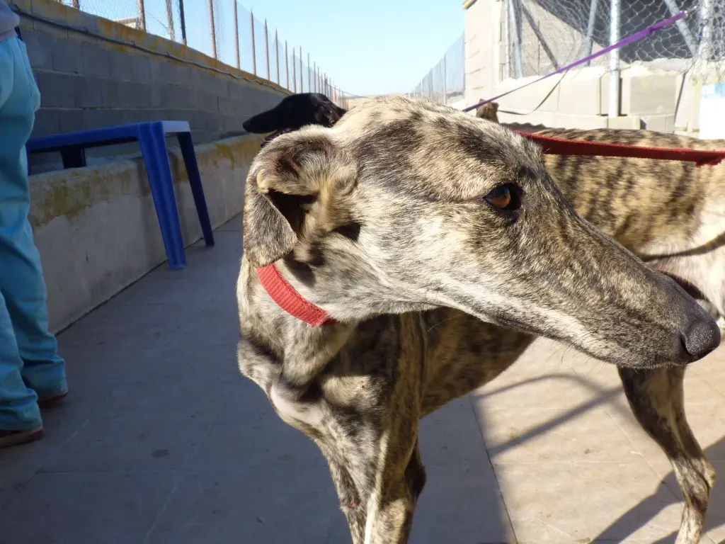 z Galga chip 3145 Adozione Levrieri Galgo Scooby rifugio 12