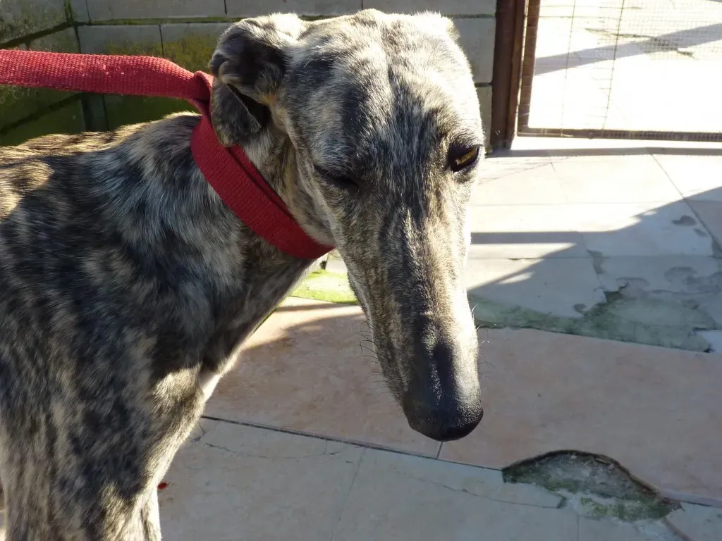 z Galga chip 3145 Adozione Levrieri Galgo Scooby rifugio 13