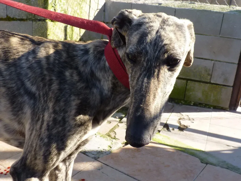 z Galga chip 3145 Adozione Levrieri Galgo Scooby rifugio 14