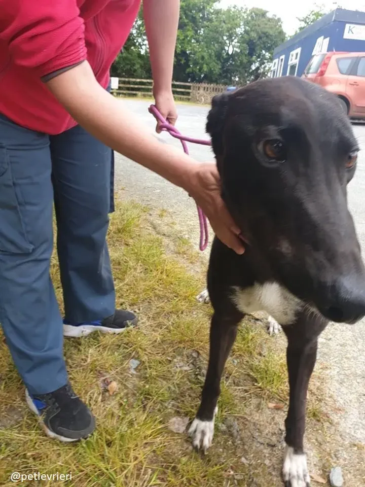 zac adozione greyhound 1