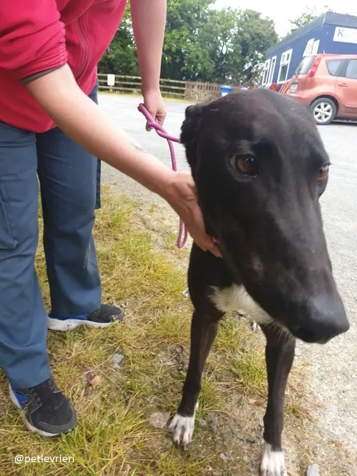 zac adozione greyhound 2