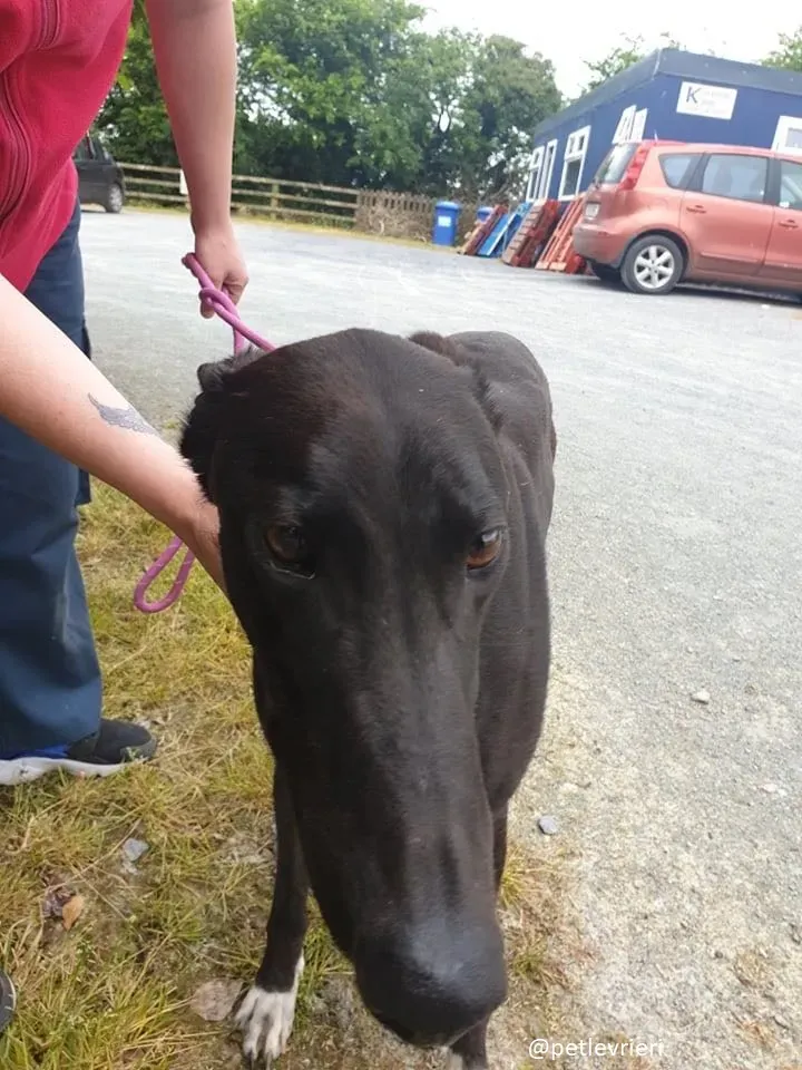 zac adozione greyhound 3