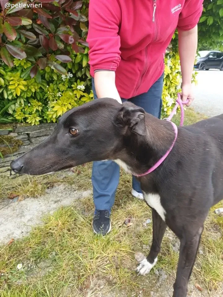 zac adozione greyhound 4