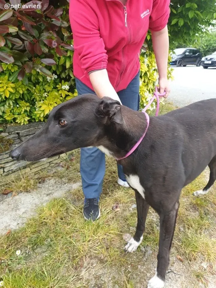 zac adozione greyhound 5