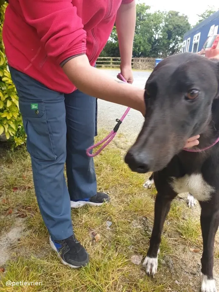 zac adozione greyhound
