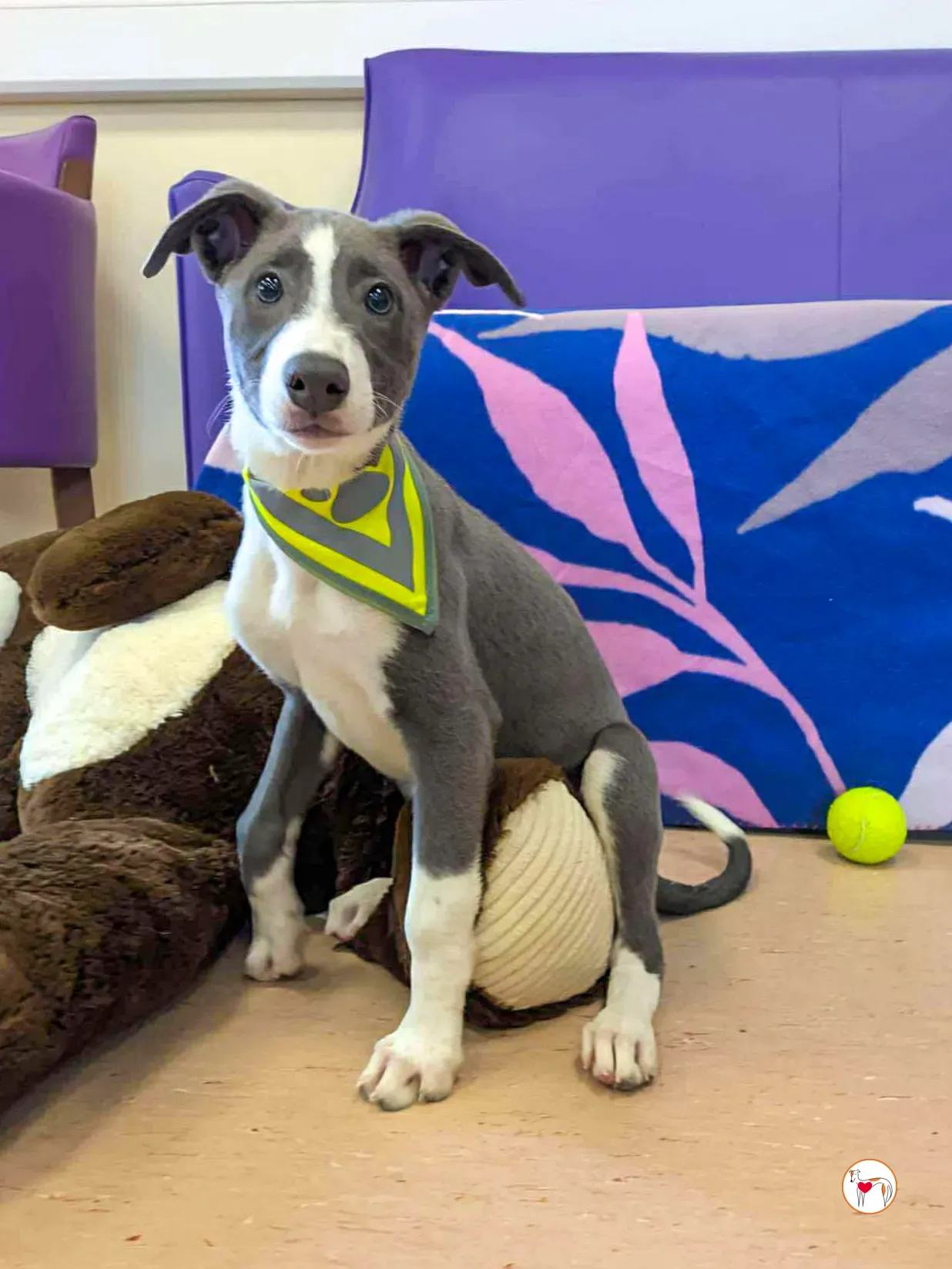 zac grey cucciolo adozione 02