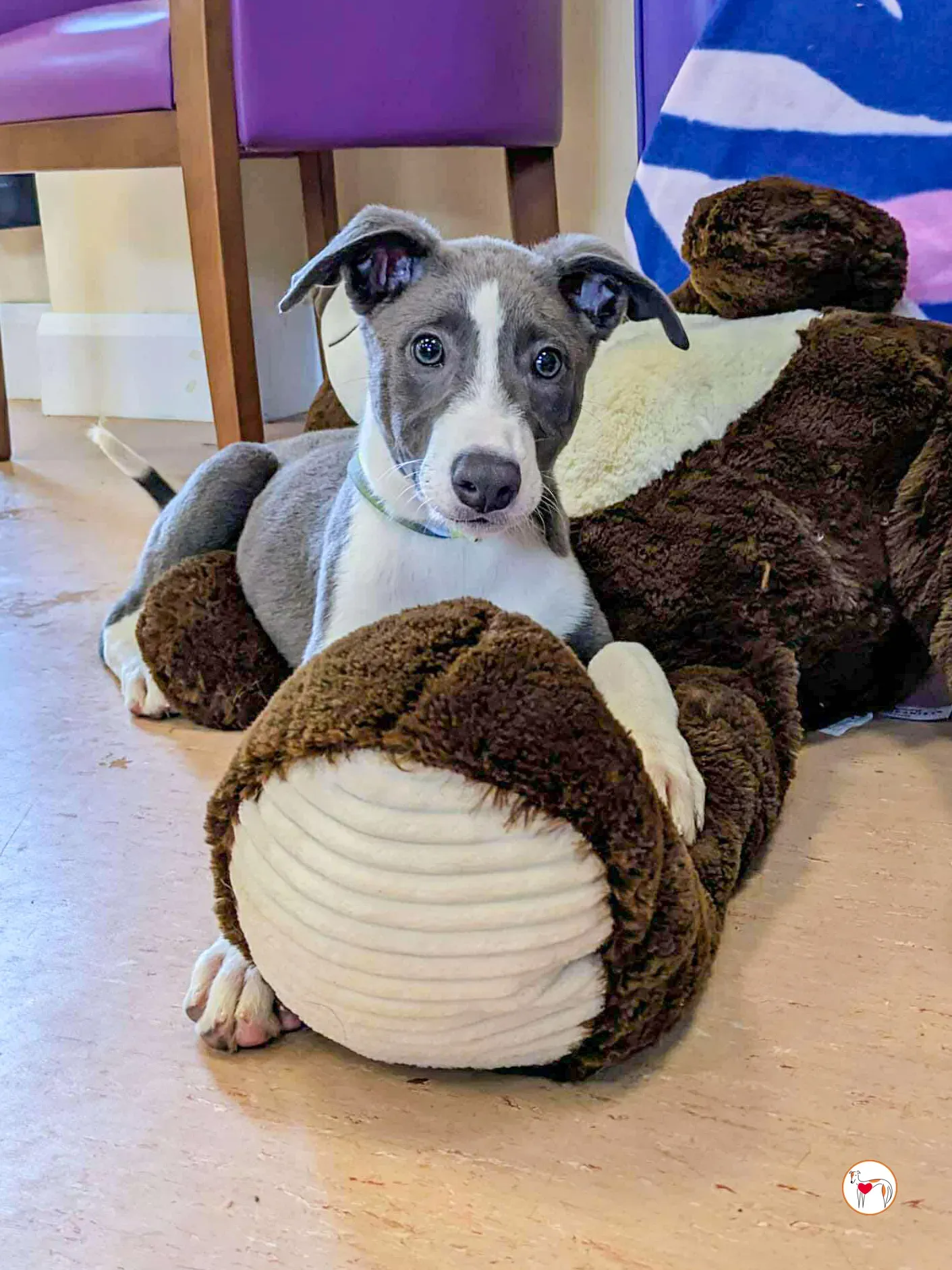 zac grey cucciolo adozione 03