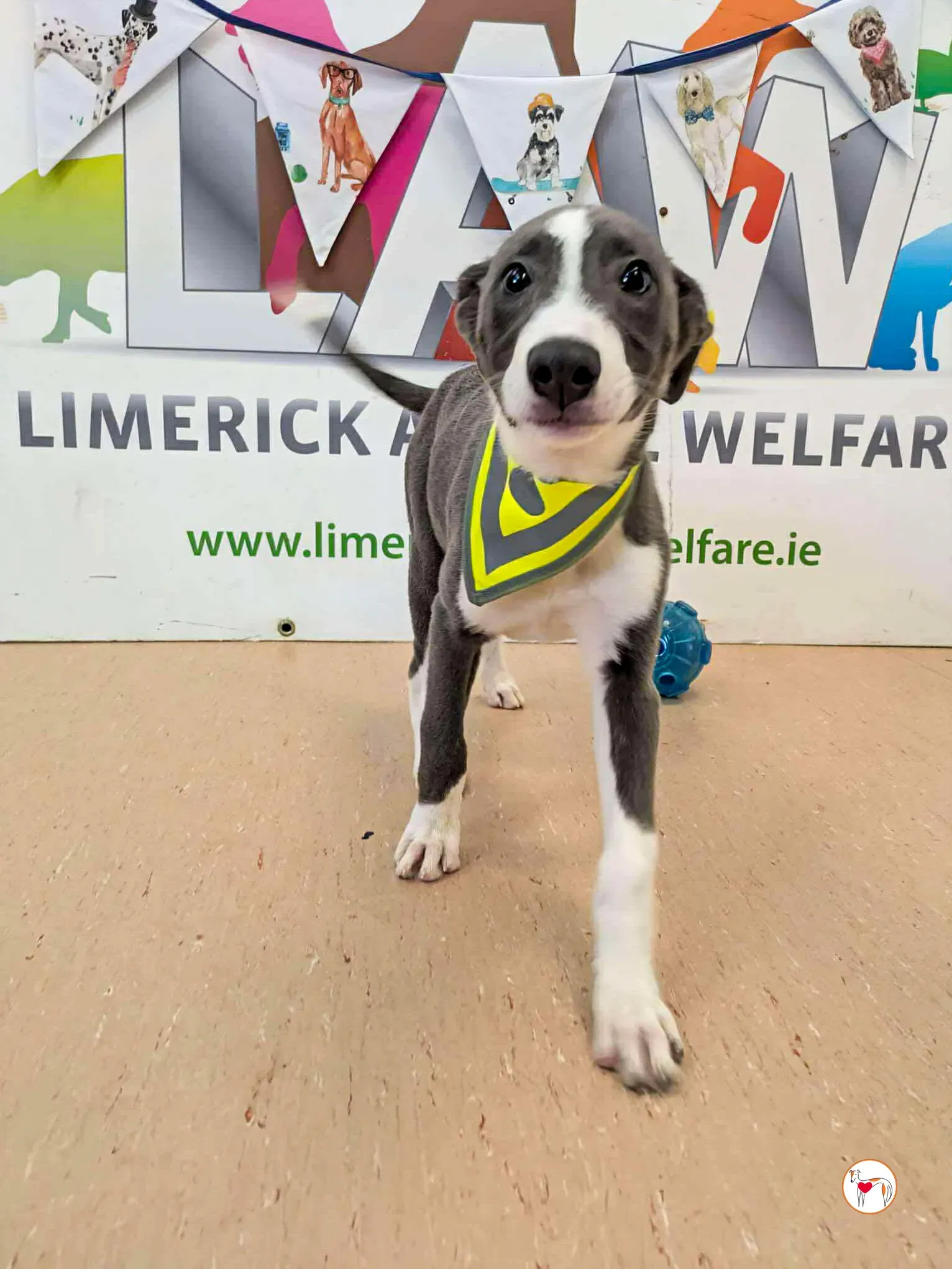 zac grey cucciolo adozione 04