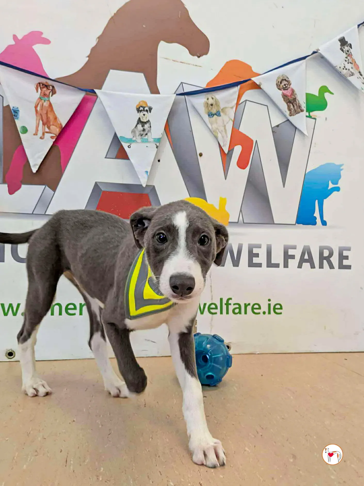 zac grey cucciolo adozione 05