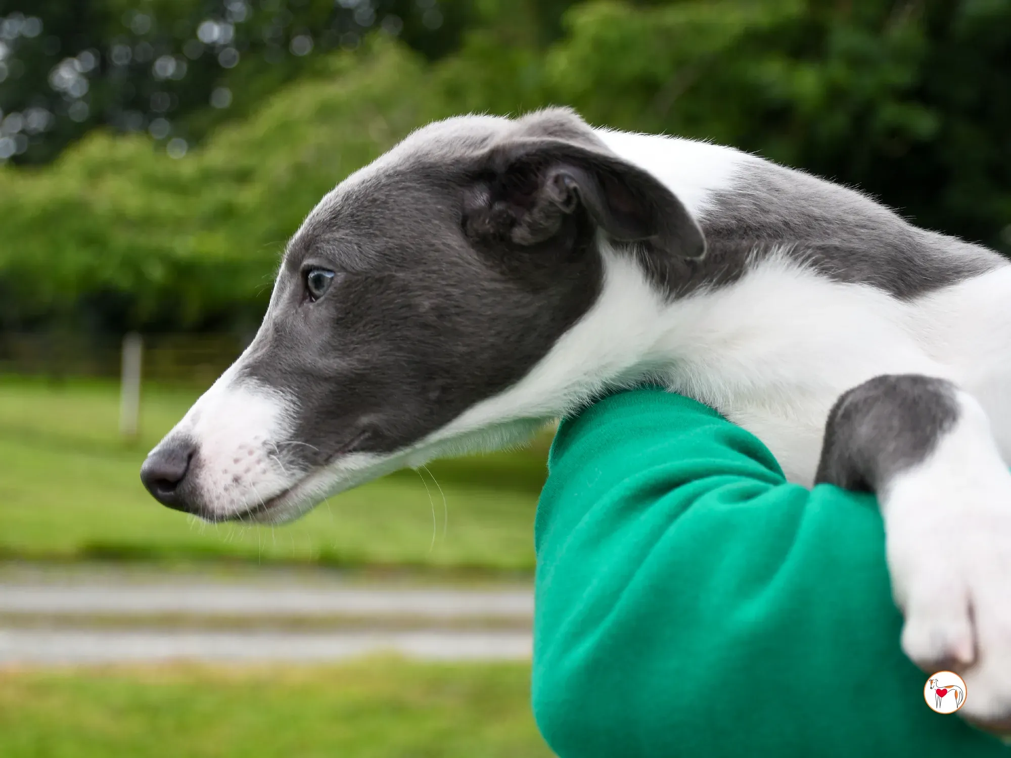 zac grey cucciolo adozione 07