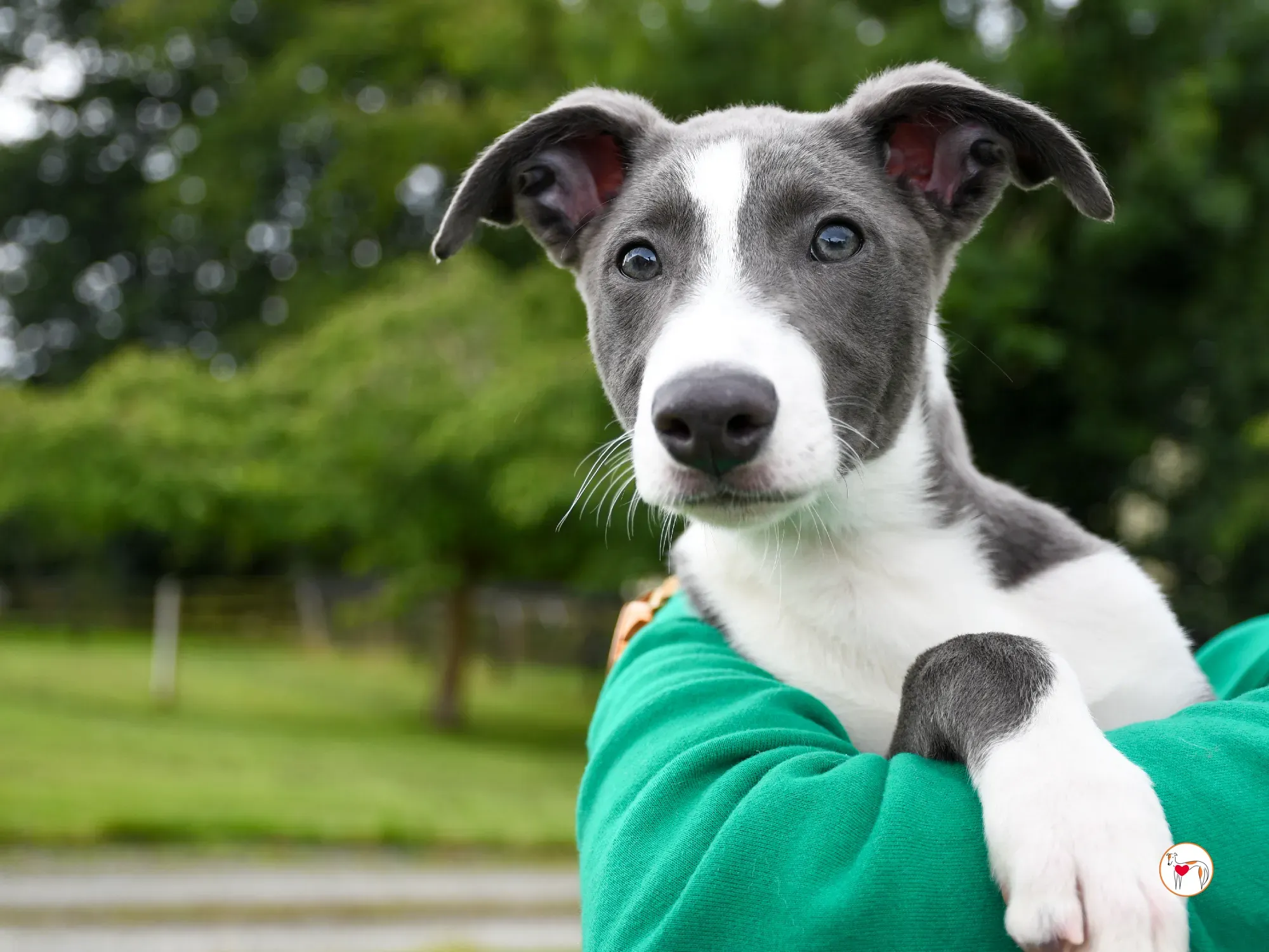 zac grey cucciolo adozione 08