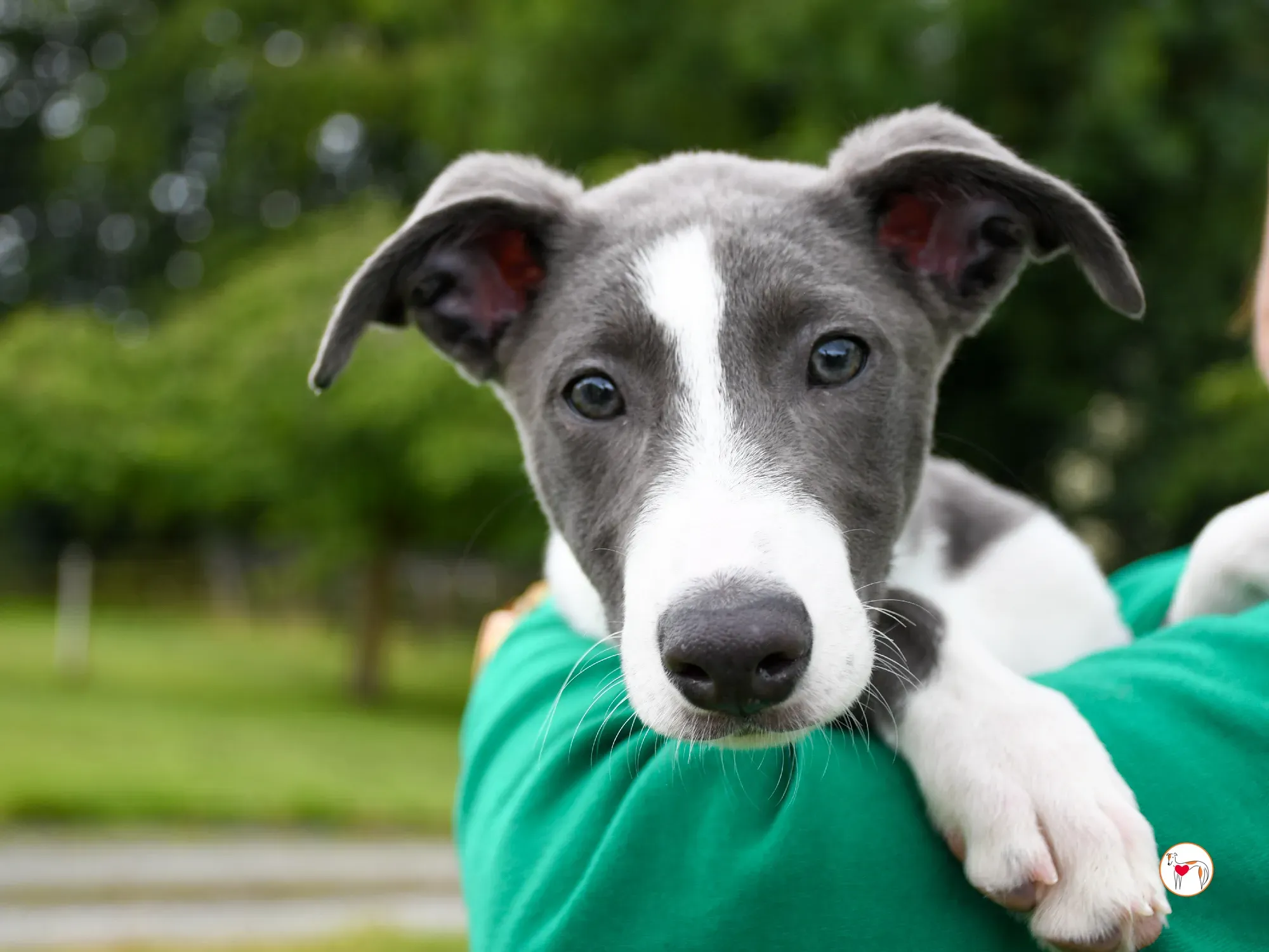 zac grey cucciolo adozione 09