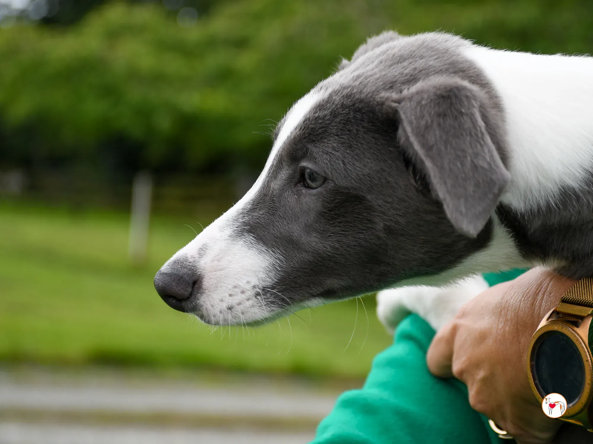 zac grey cucciolo adozione 10