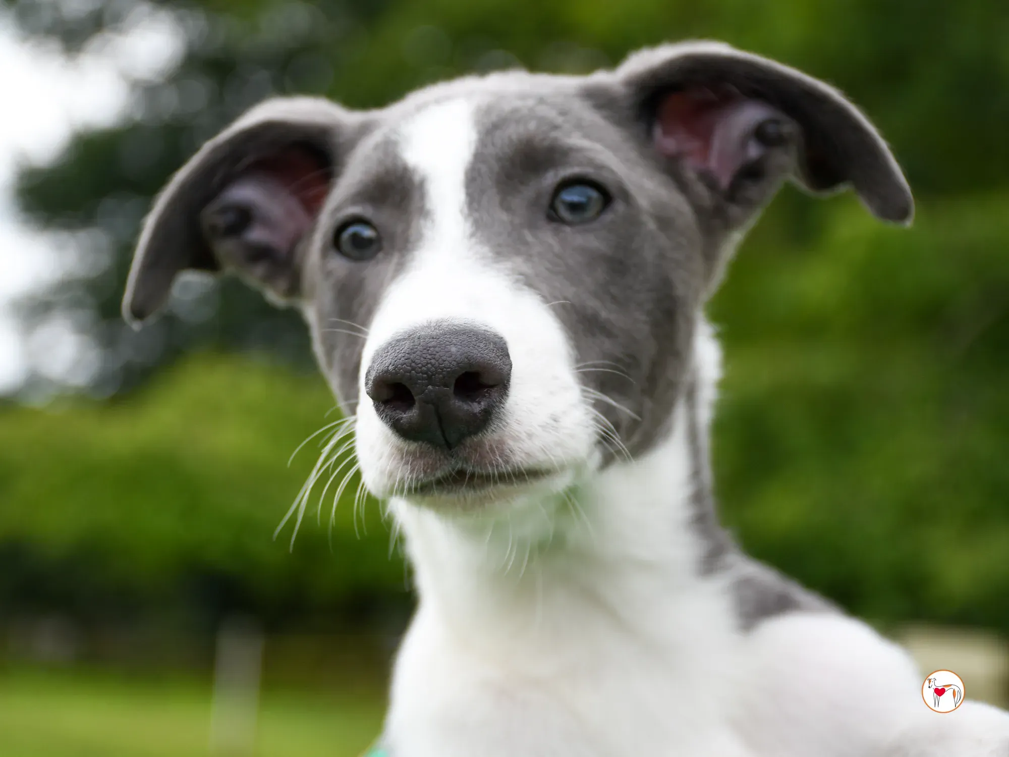 zac grey cucciolo adozione 11