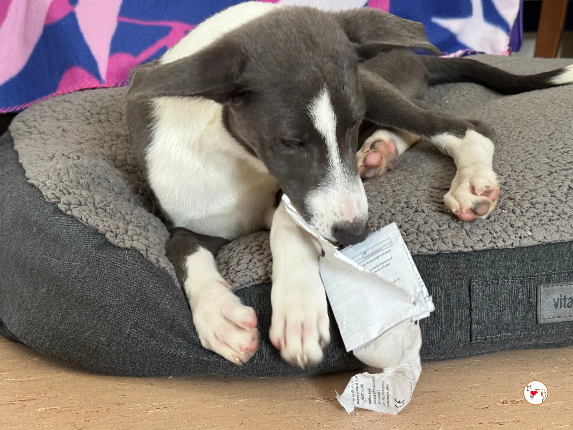 zac grey cucciolo adozione 12