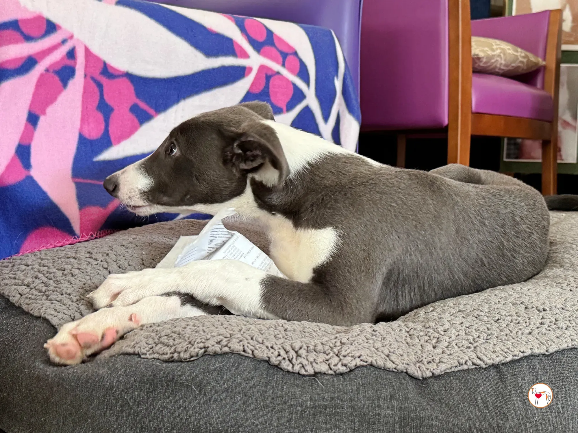 zac grey cucciolo adozione 13