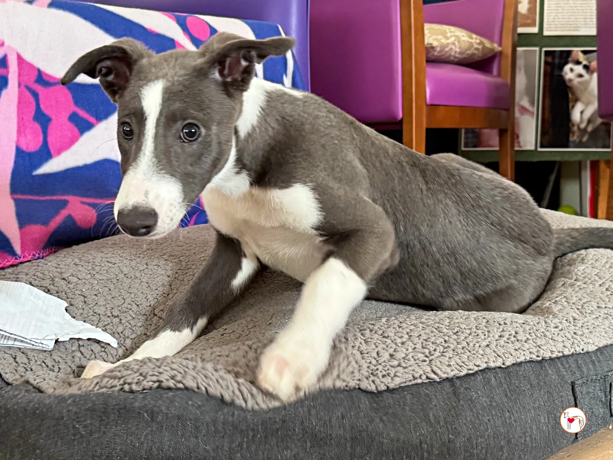 zac grey cucciolo adozione 14