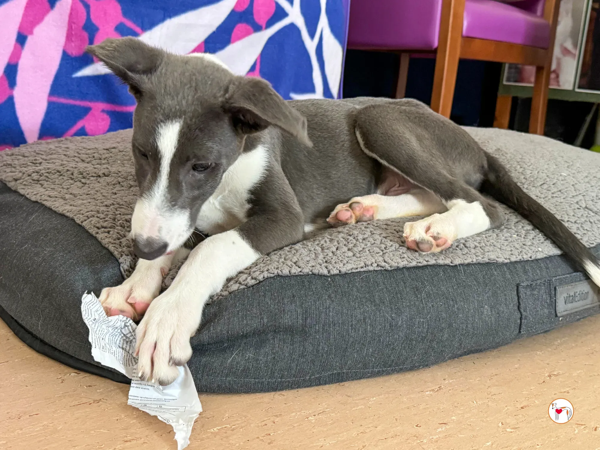 zac grey cucciolo adozione 15