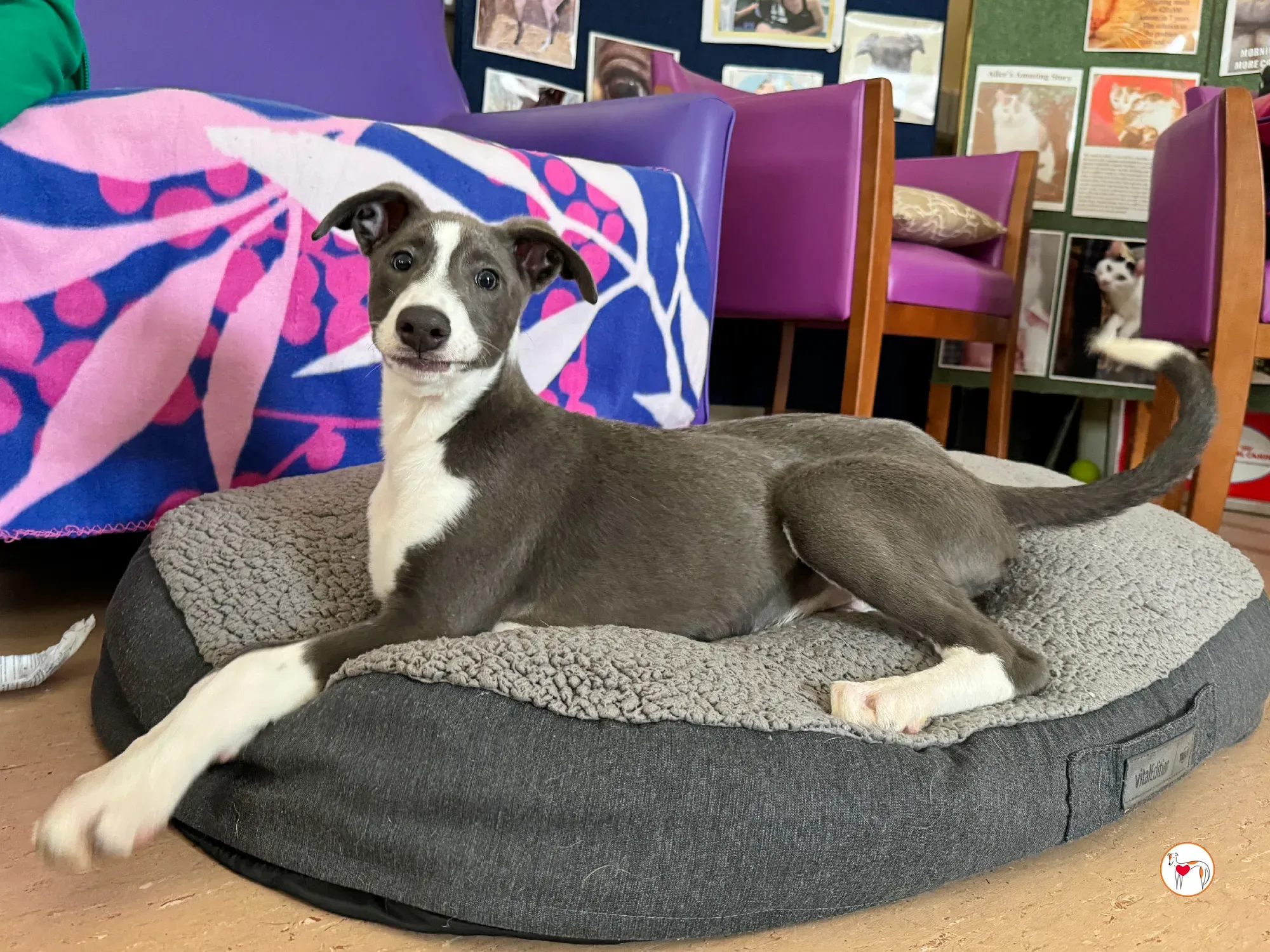 zac grey cucciolo adozione 16