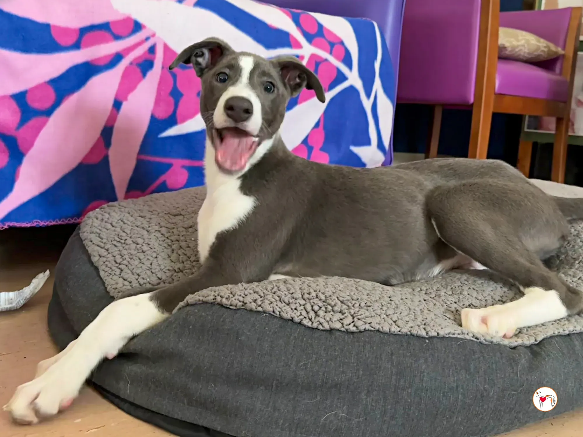 zac grey cucciolo adozione 17