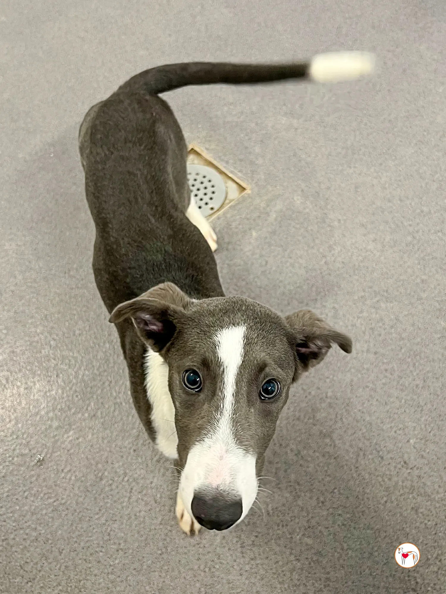 zac grey cucciolo adozione 18