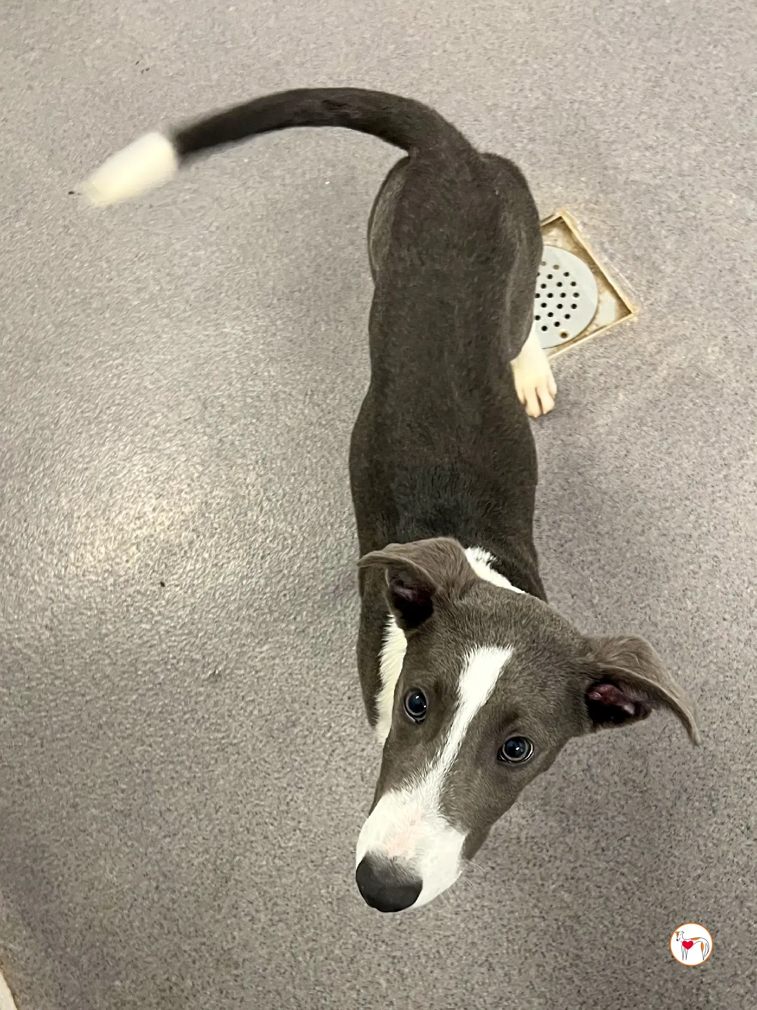 zac grey cucciolo adozione 19