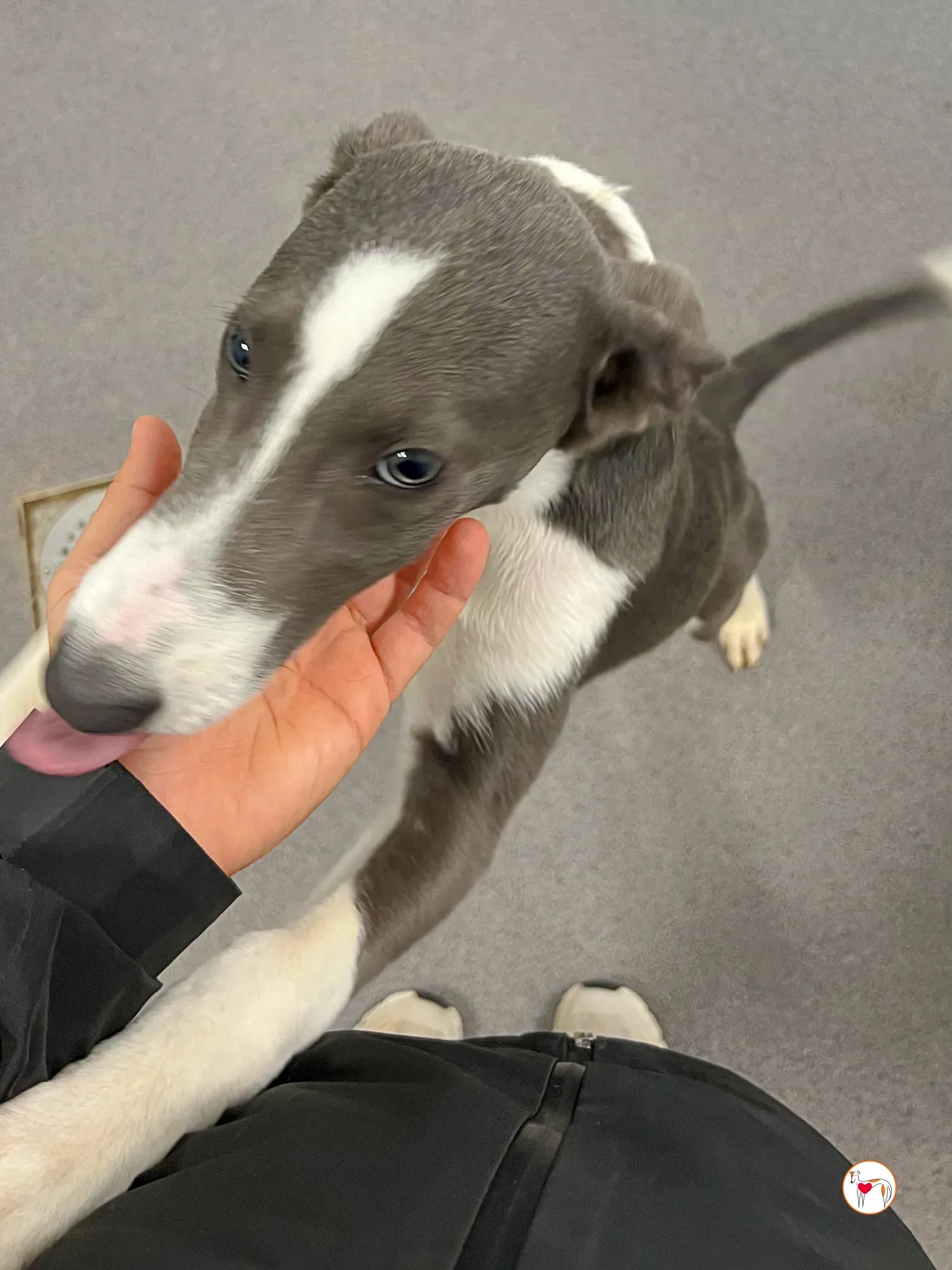 zac grey cucciolo adozione 20