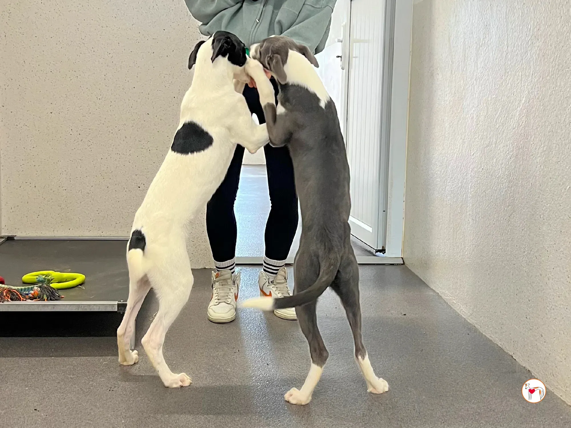 zac grey cucciolo adozione 21