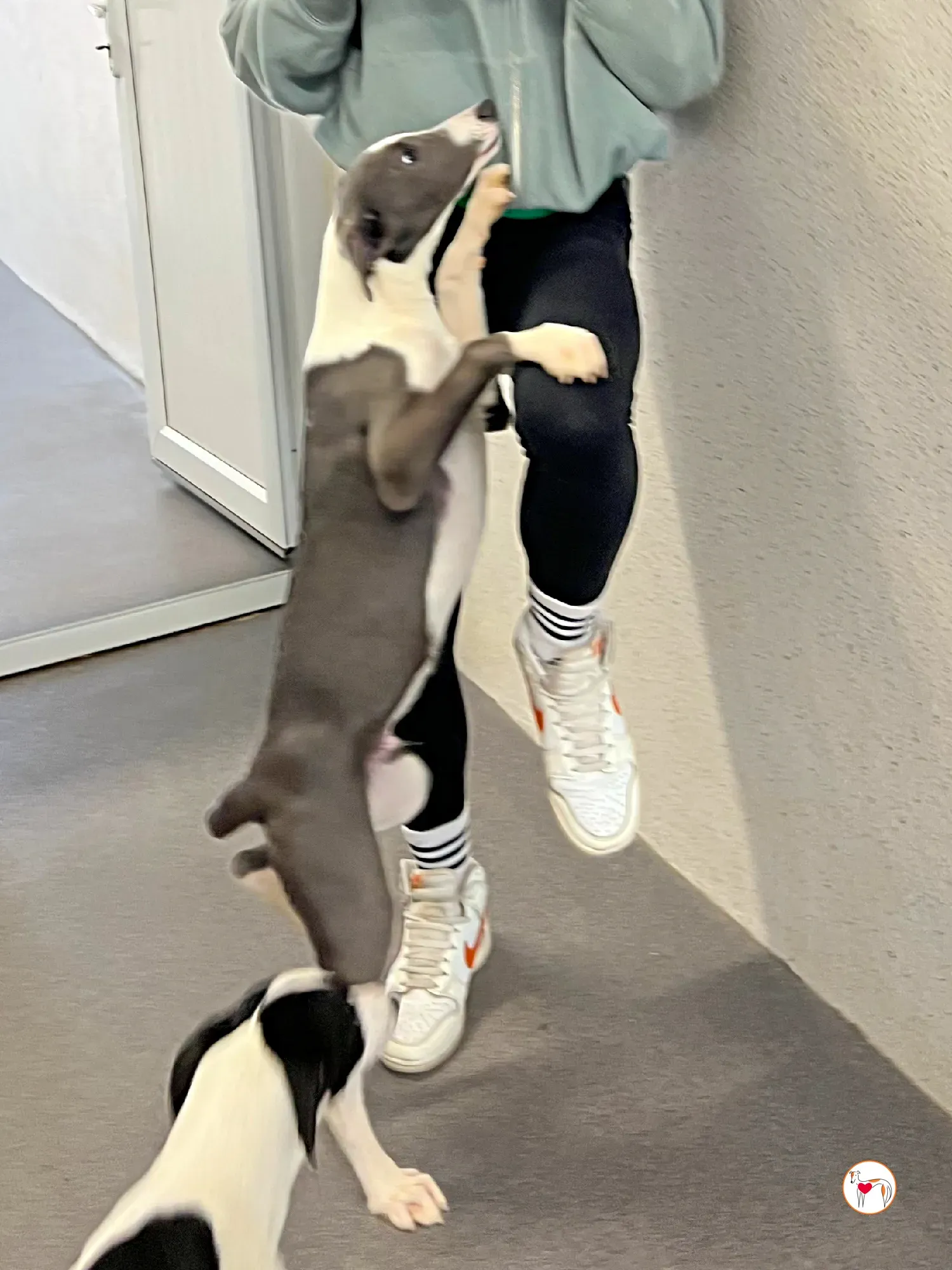 zac grey cucciolo adozione 22