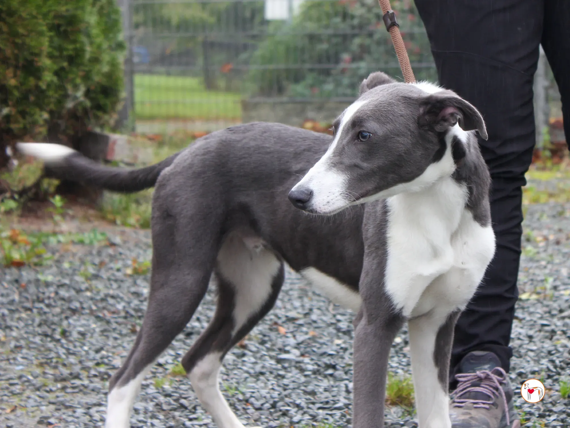 zac grey cucciolo adozione 23