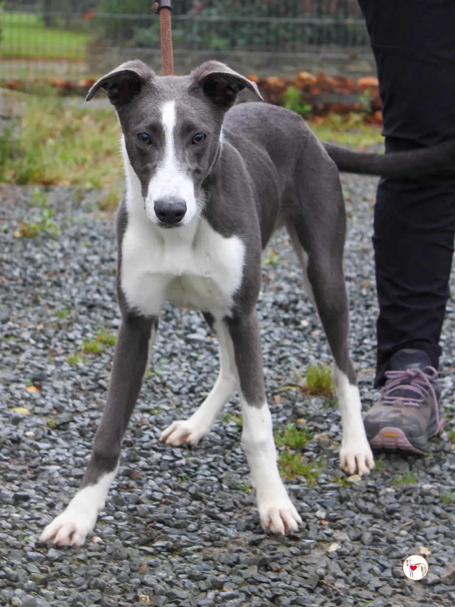 zac grey cucciolo adozione 24