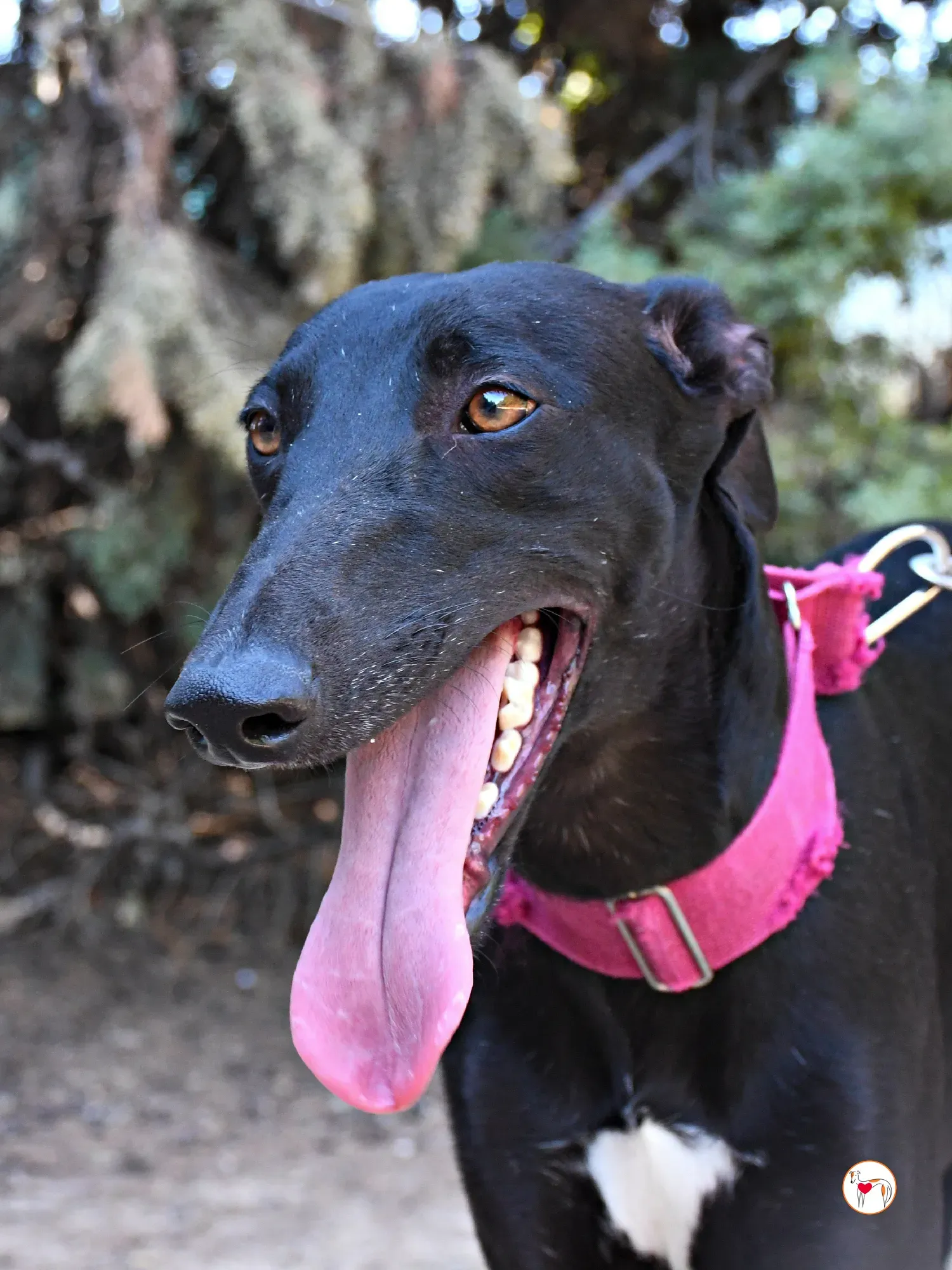 zafiro galgo adozione 17