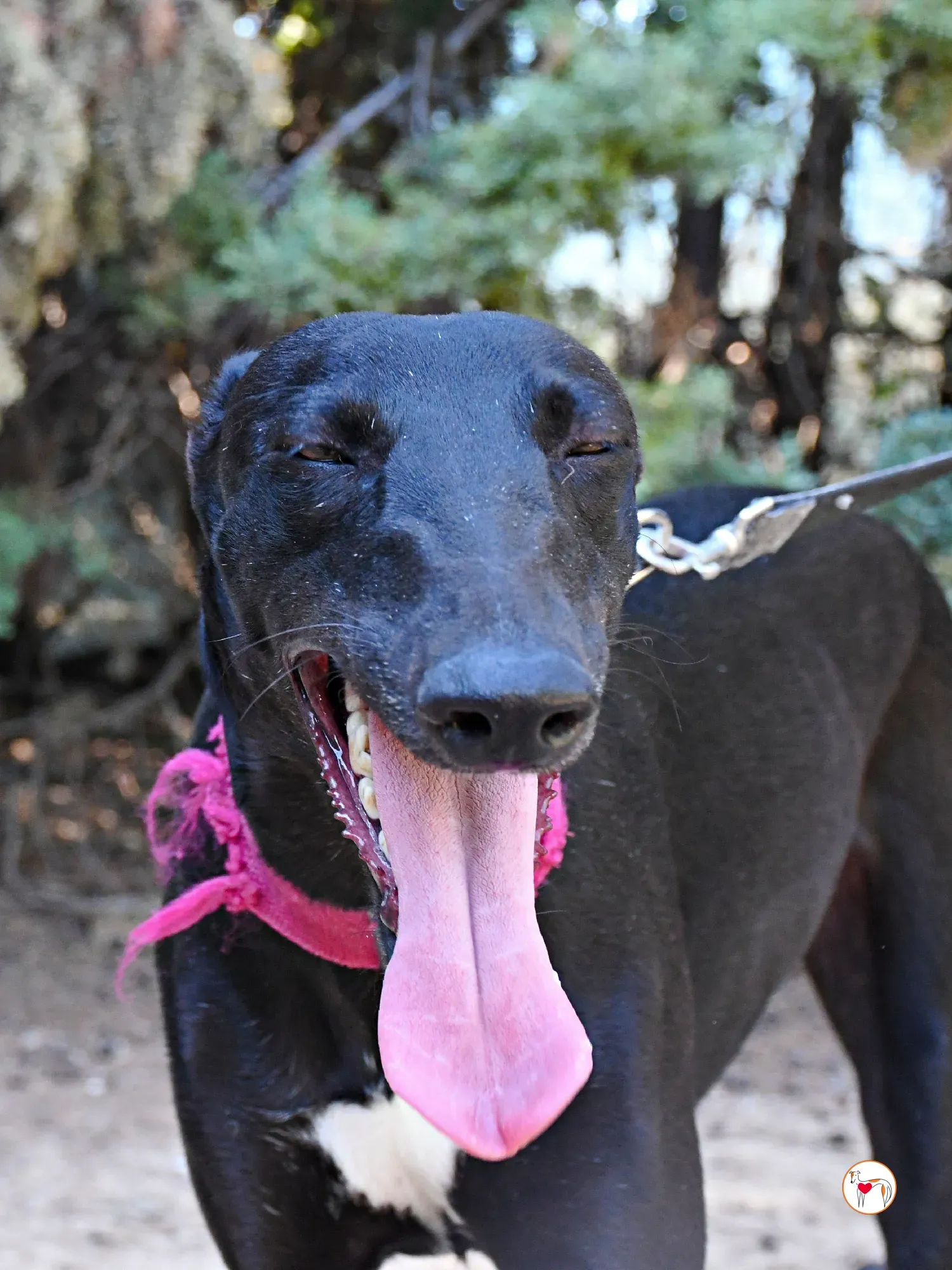 zafiro galgo adozione 18