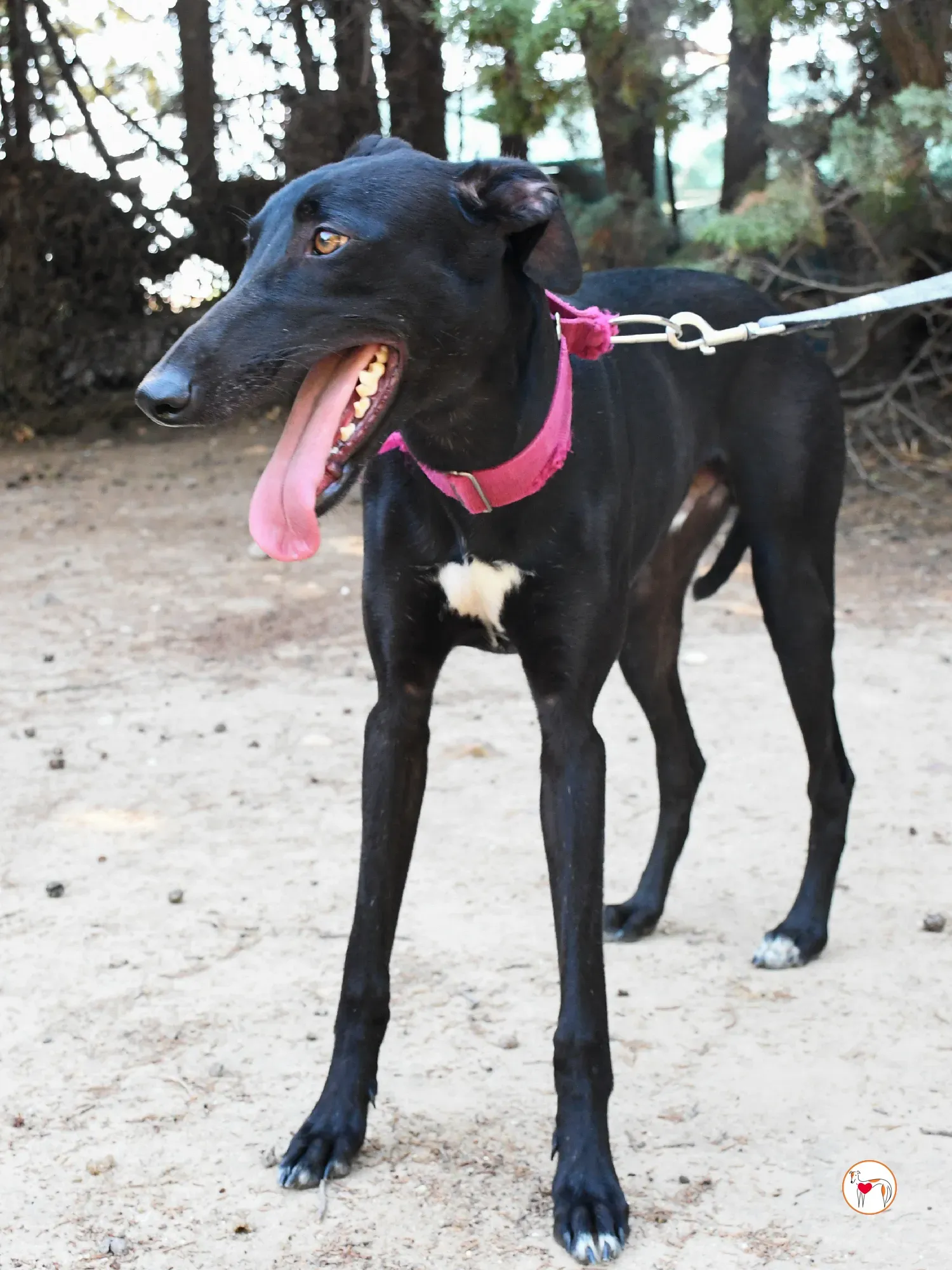 zafiro galgo adozione 19