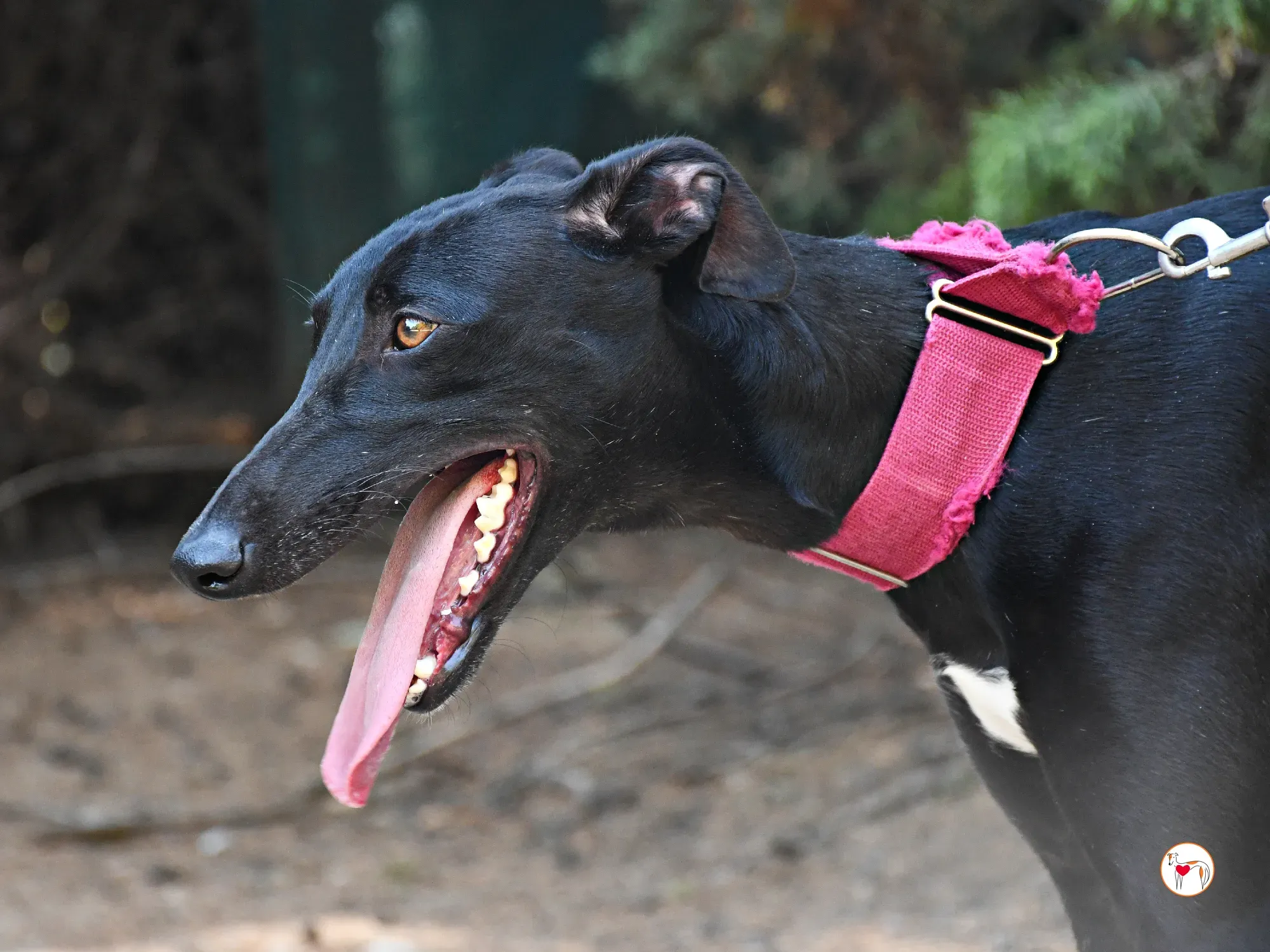 zafiro galgo adozione 20