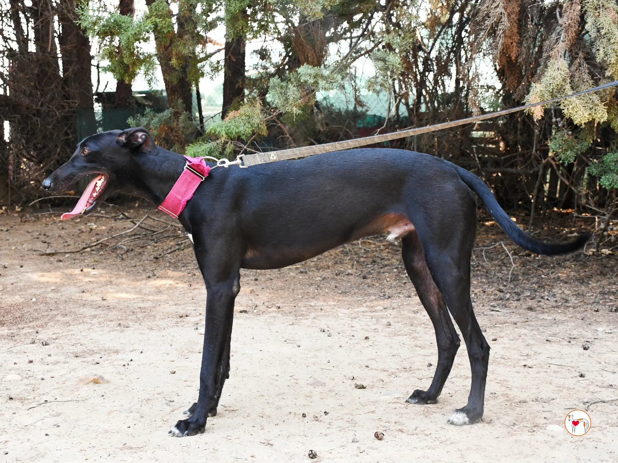 zafiro galgo adozione 21