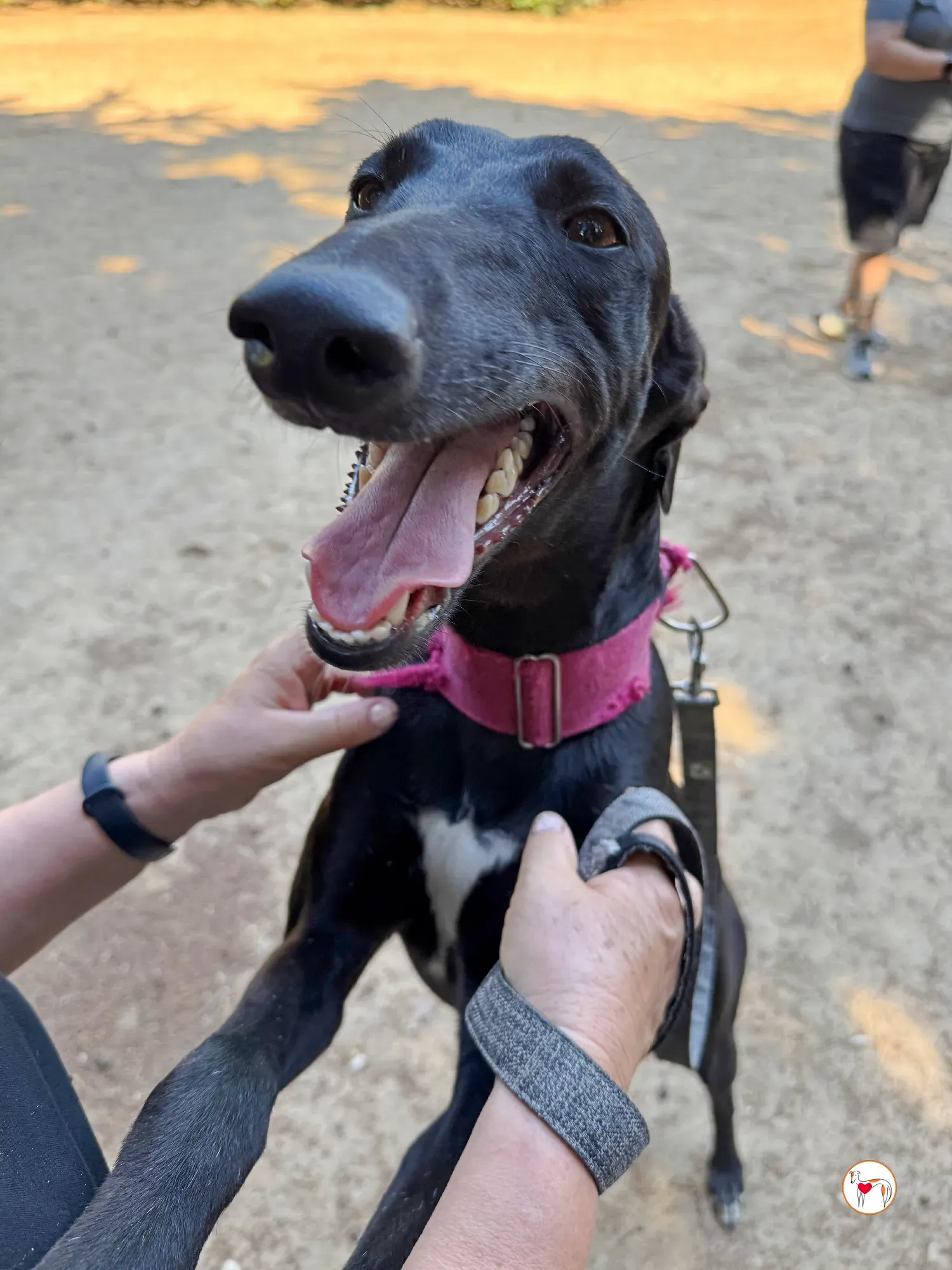 zafiro galgo adozione 22