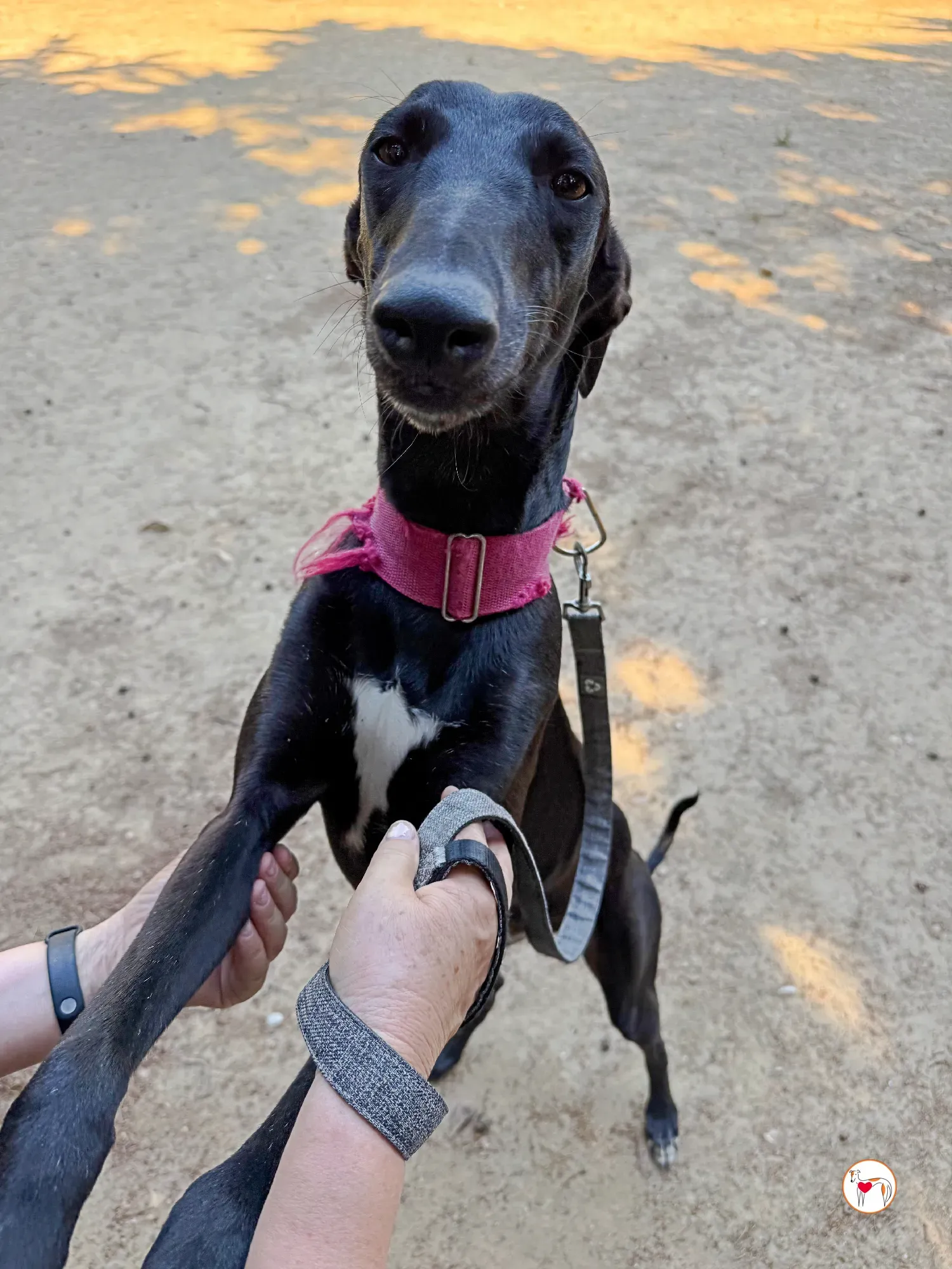 zafiro galgo adozione 23