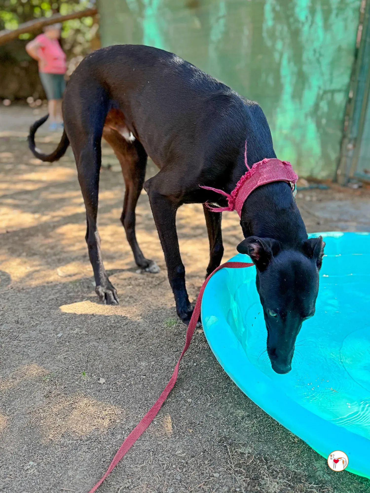 zafiro galgo adozione 24